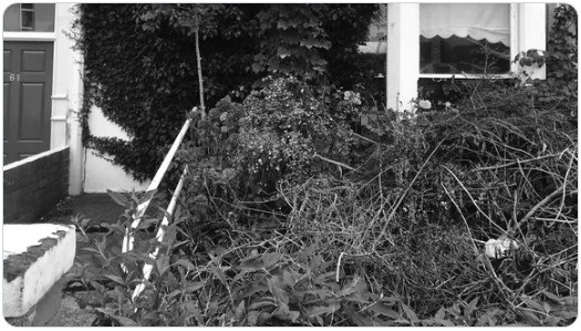 Messy front garden. courtesy of the Virtual Writing Group.